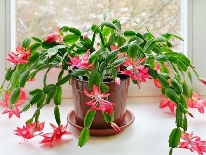 Christmas Cactus