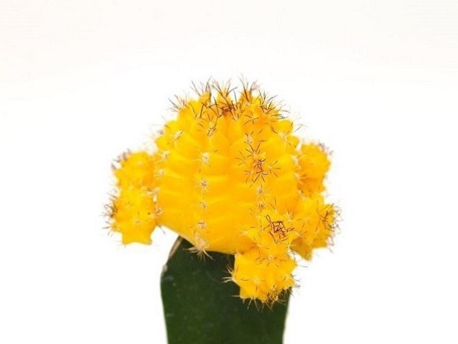 Moon Cactus