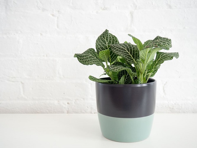 Nerve Plant