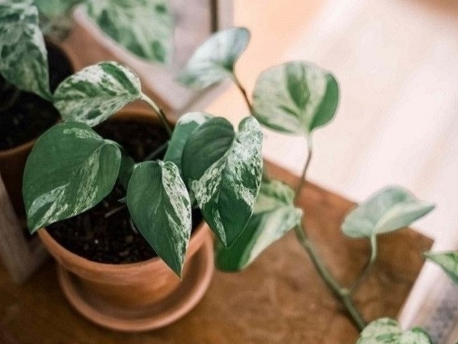 Pothos Vine