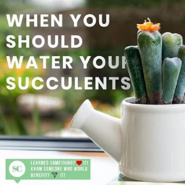 when you should water your succulents