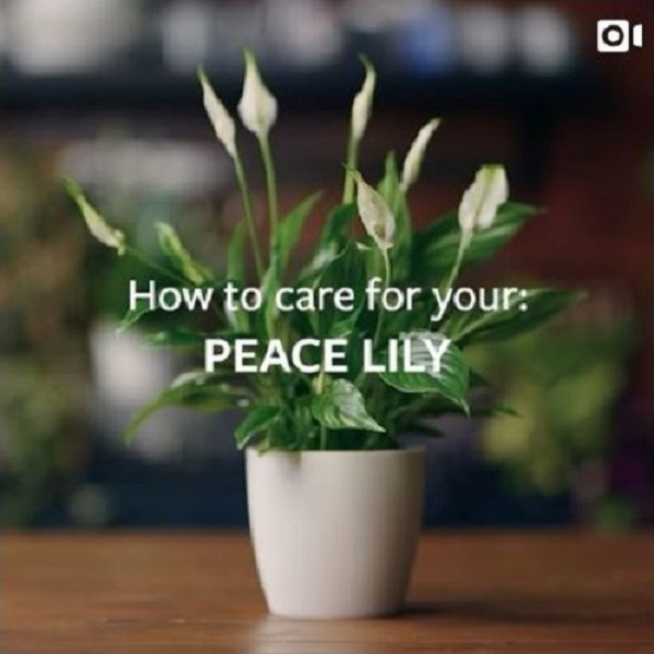 how to care for your peace lily