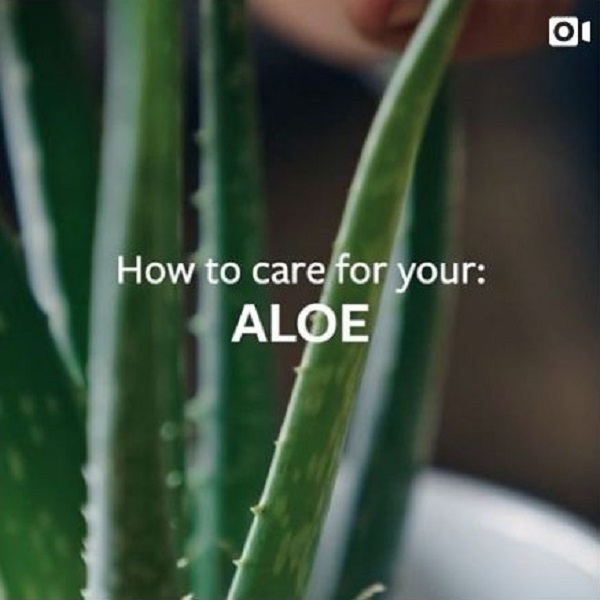 how to care for your aloe